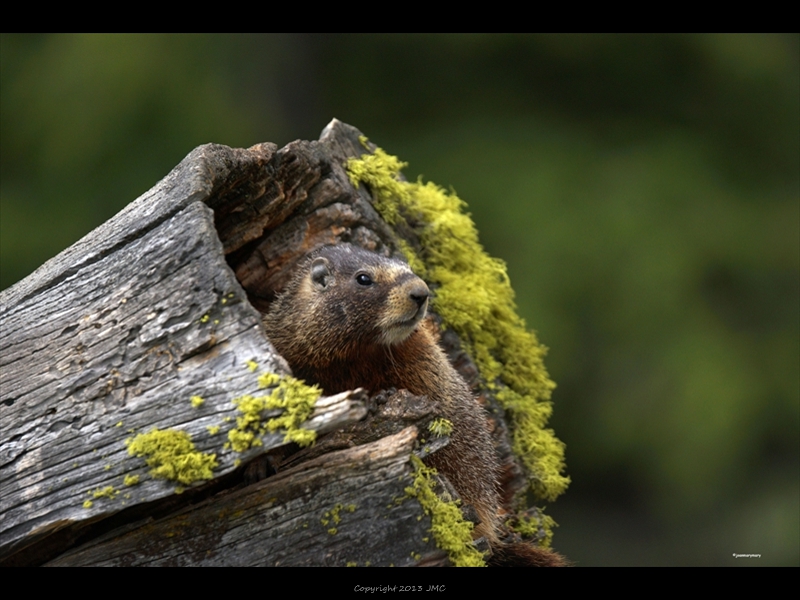 Yellow Bellied Marmot1