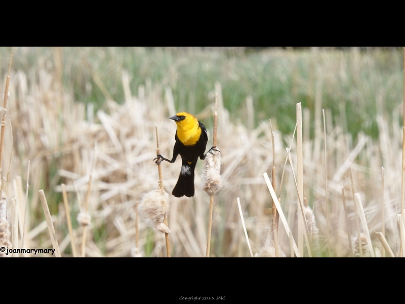 Yellow headed blackbird on stilts (2)