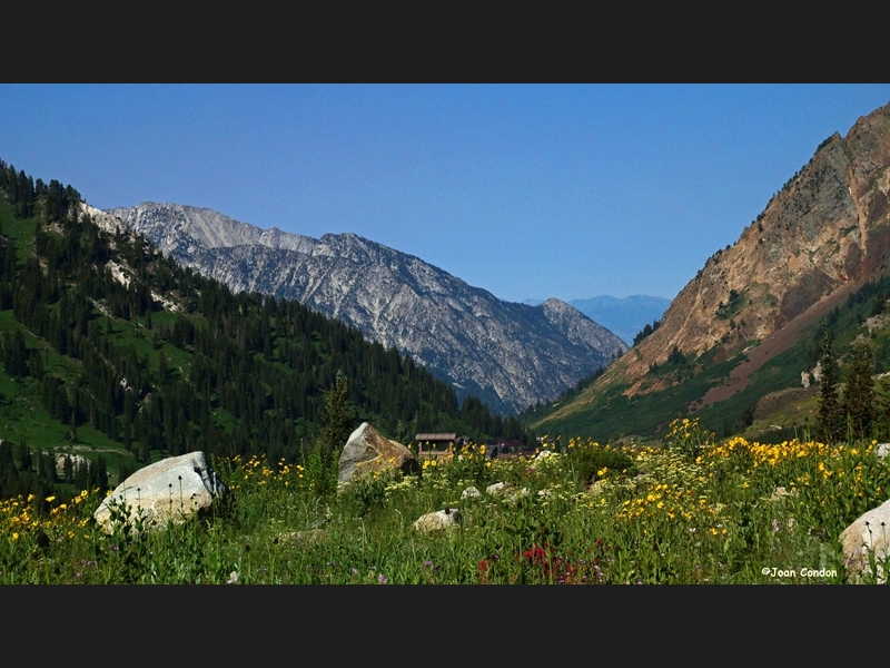 Albion Basin (13)