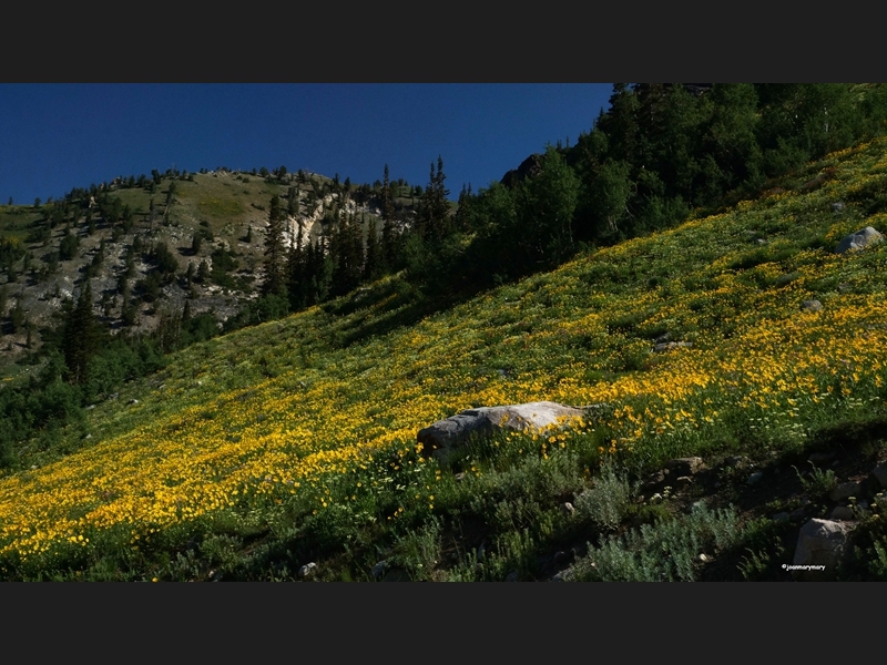 Albion Basin (14)