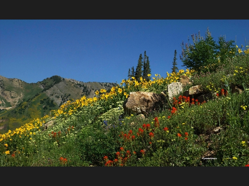 Albion Basin (24)