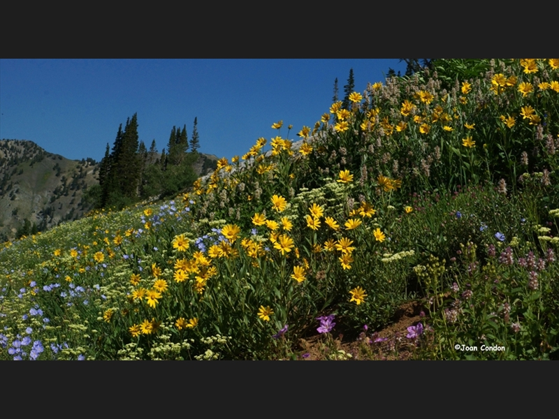 Albion Basin (25)