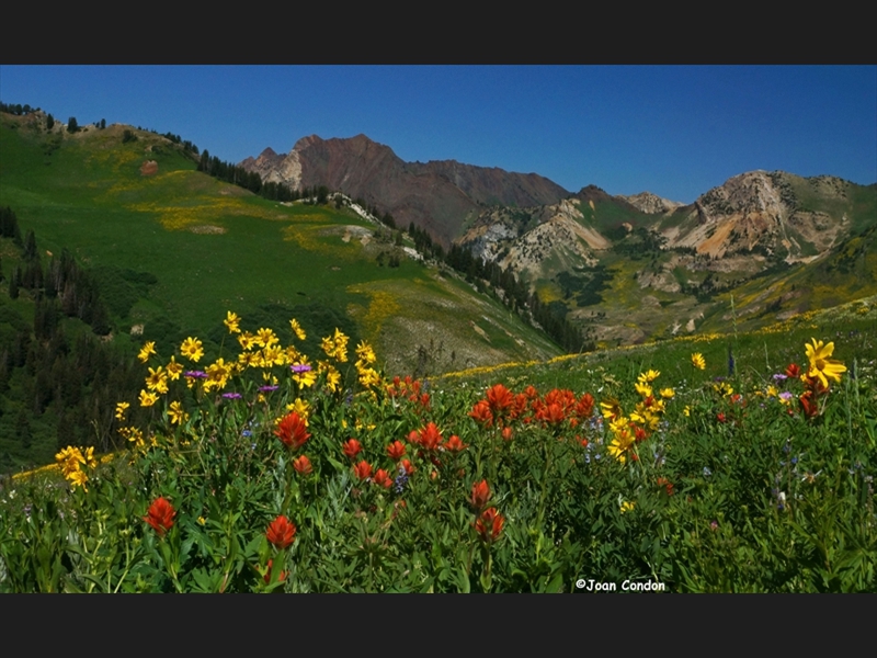 Albion Basin (32)