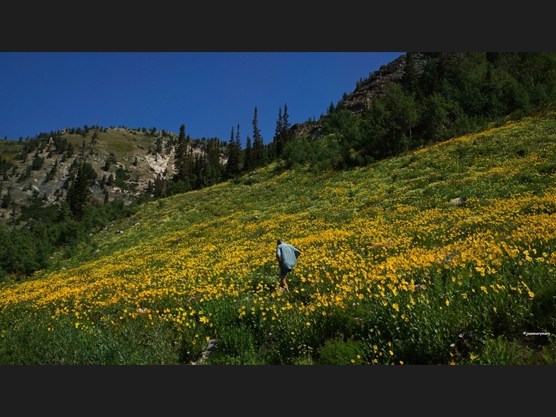 Albion Basin (39)