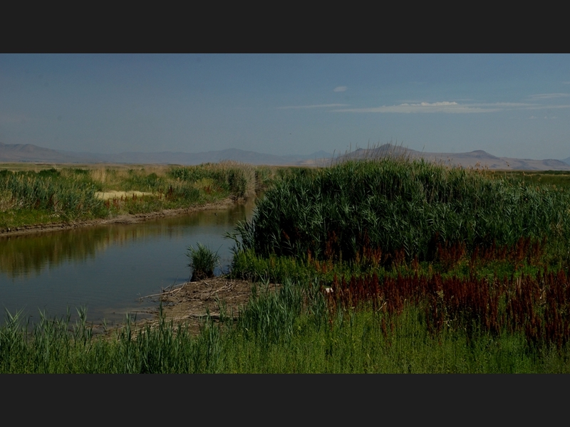 Bear Lake Migratory Bird Refuge- UT