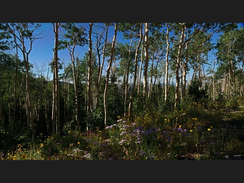 Cedar Breaks (4)