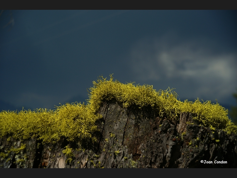 Moss Pilgrims Creek Rd