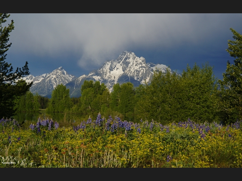 Springtime in the Tetons (3)