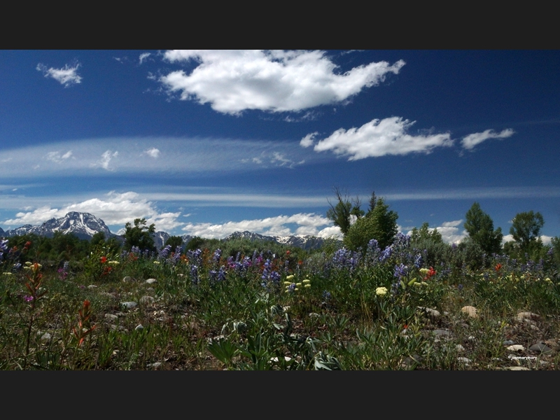 Teton Wildflowers