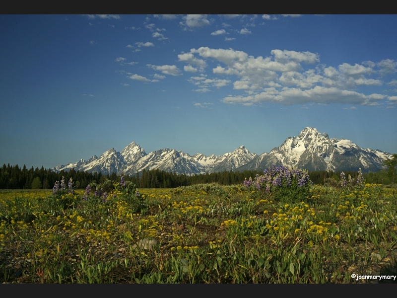 Tetons in June