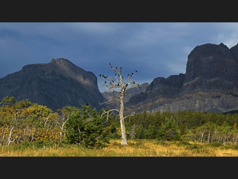 The Raven Tree