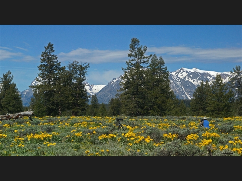 Wildflowers