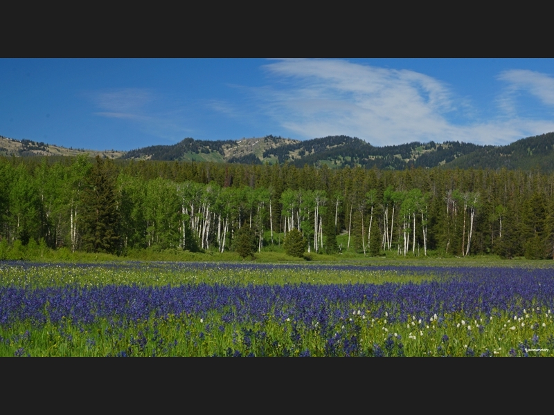 Wildflowers across from Arizona Island