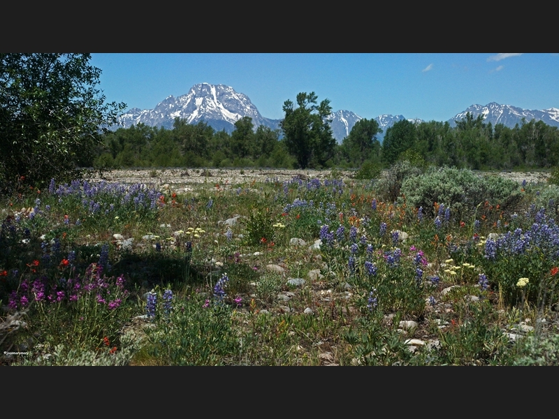 Wildflowers- Spread Creek