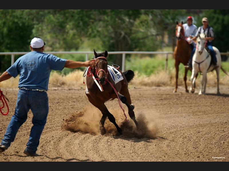 Beaver UT Horse Races (10)