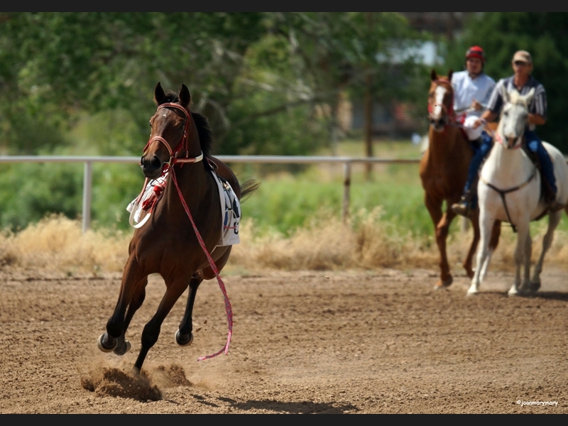 Beaver UT Horse Races (9)