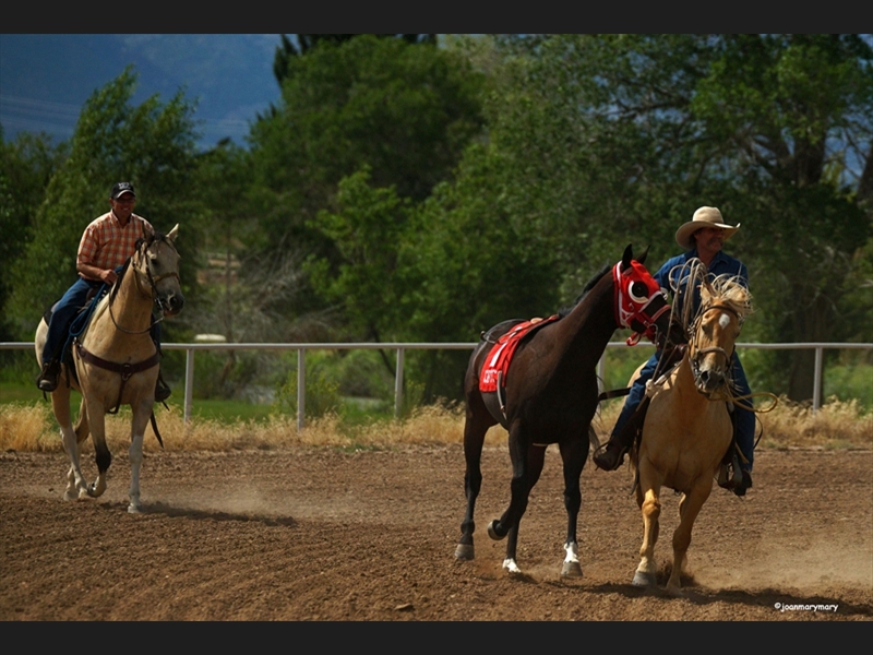 Beaver UT Riderless horse B-4 race