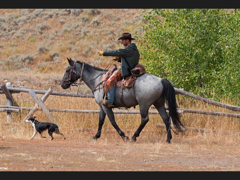 Cowboy and his dog