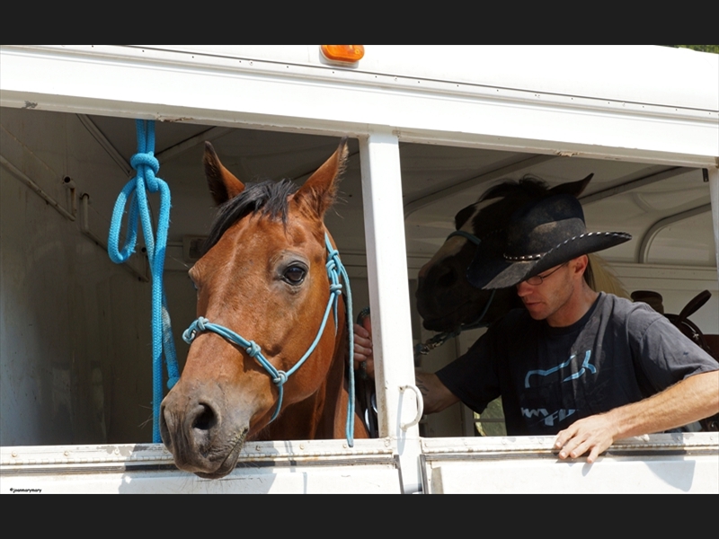 Cowboy and his horses