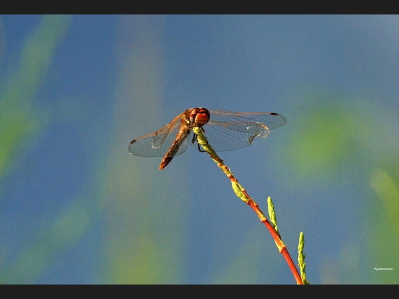 Dragonfly- Clear Lake- UT