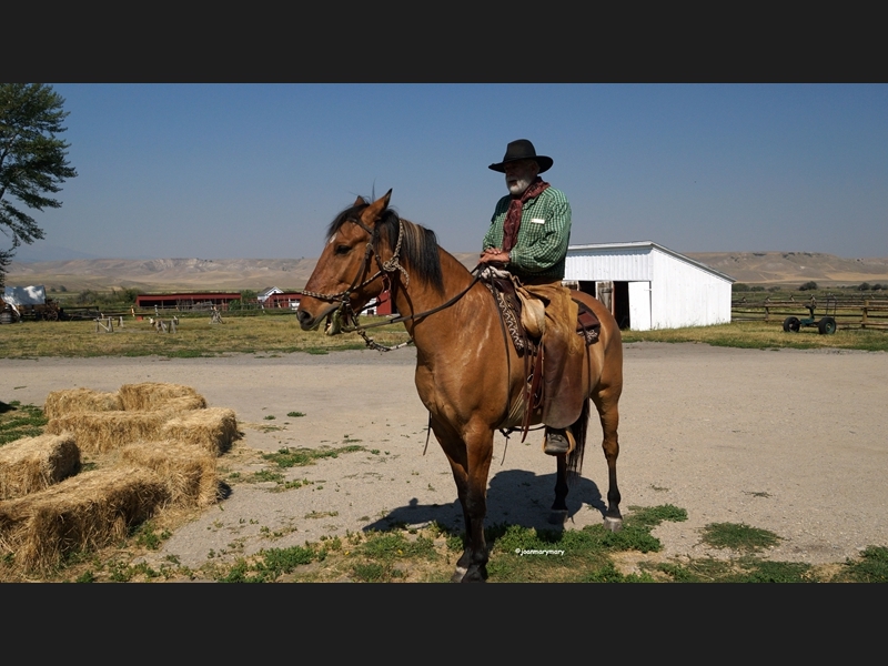 Grant-Kohrs- Horse in training (2)