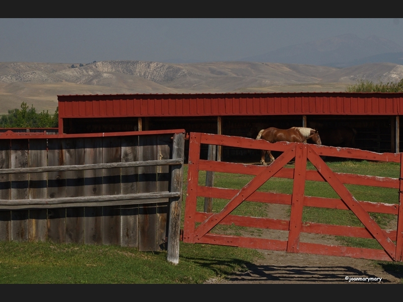 Grant-Kohrs Nat-l Monument- horse