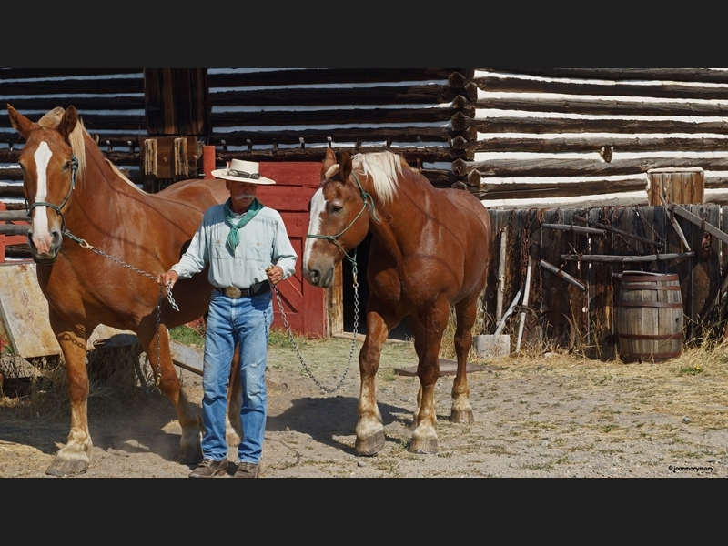 Grant-Kohrs Nat-l Monument- Working Horses