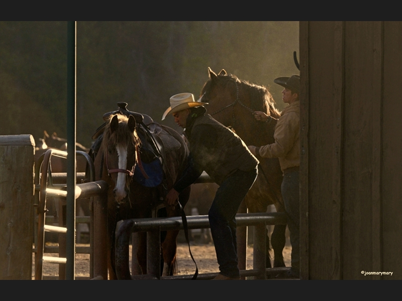 Saddle Up- Colter Corrals