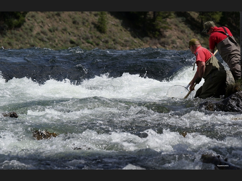 Yellowstone- netting salmon