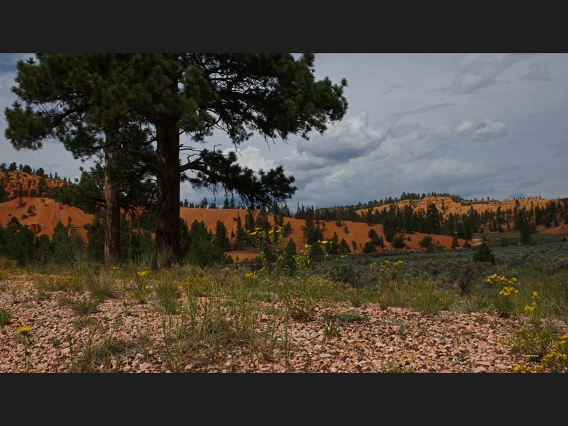 Red Canyon- UT