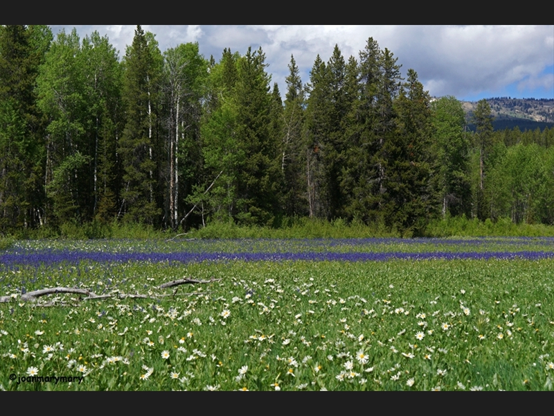 Spring flowers in the Tetons