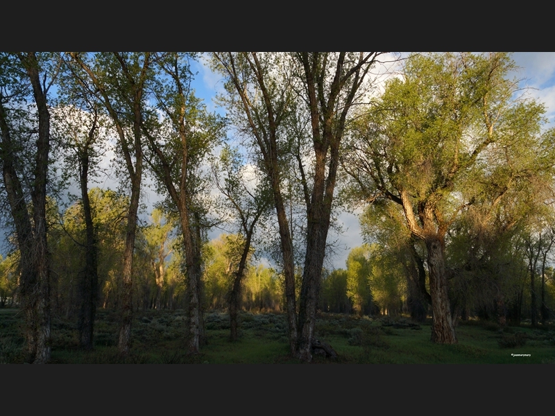 Spring- Gros Ventre